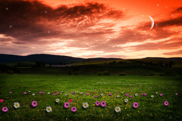 Canvas Print - Flower field in the night.