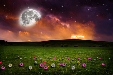 Canvas Print - Flower field in the night.