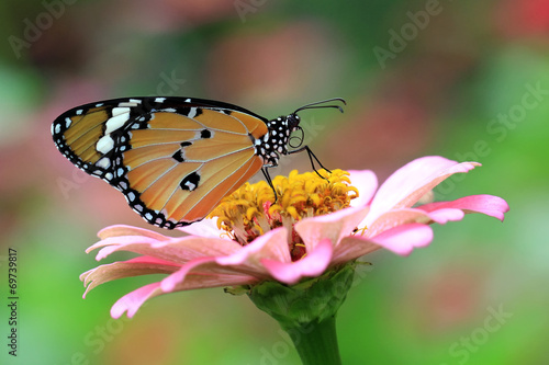 Board z aluminiowym obramowaniem Motyl