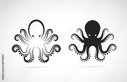 Fotografie, Obraz Vector image of an octopus on white background.