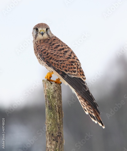 Fototapeta na wymiar Common kestrel in winter