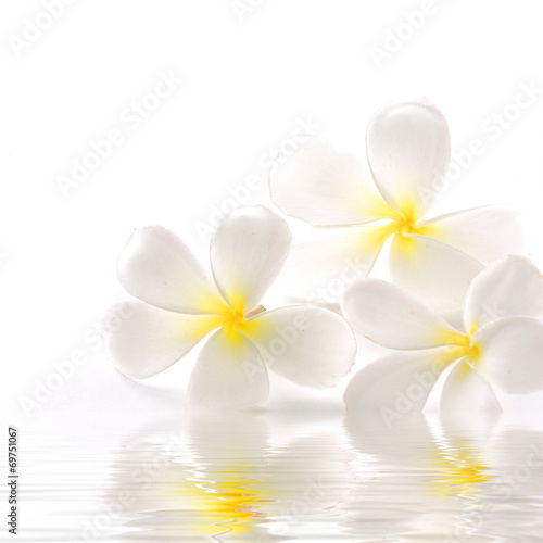 Fototapeta na wymiar Frangipanis flowers with water reflection