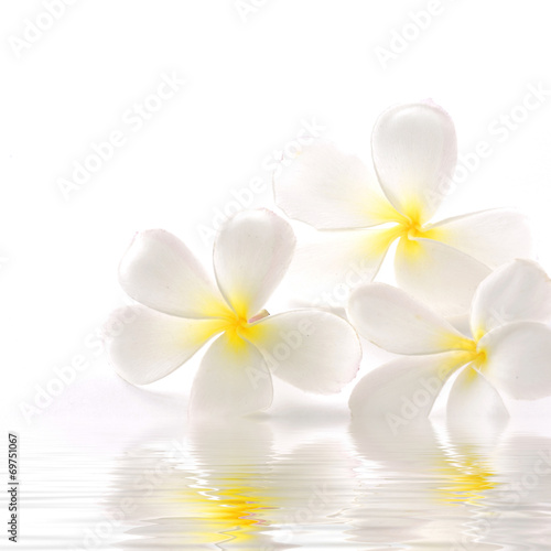 Naklejka dekoracyjna Frangipanis flowers with water reflection