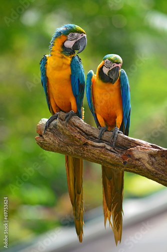 blue macaw parrots