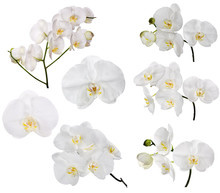 Set Of Large White Orchid Flowers