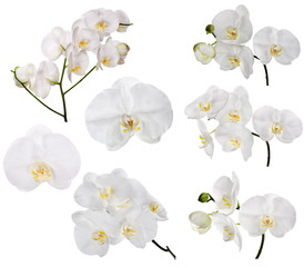 Canvas Print - set of large white orchid flowers