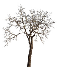 Dry tree