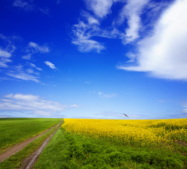 Wall Mural - Green field and blue sky