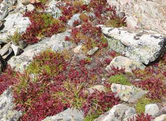 Wall Mural - Alpine Tundra Groundcover in Autumn colors, Rocky Mountains, USA