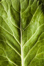 Raw Organic Green Collard Greens
