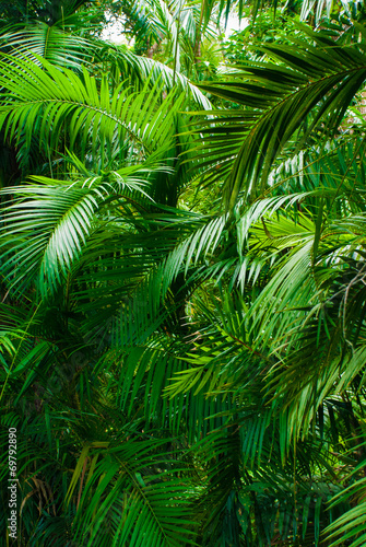 Dekoracja na wymiar  drzewo-palmowe