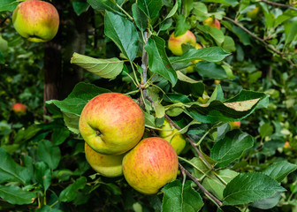 Sticker - Ripening apples from close