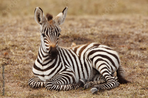 Plakat na papierze fotorealistycznym Zebra dla dzieci