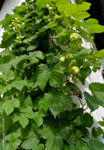 Hopfen Pflanze Im Garten Buy This Stock Photo And Explore