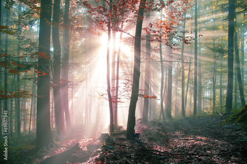 Nowoczesny obraz na płótnie Mystic autumn foggy forest