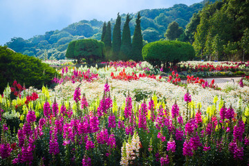 Wall Mural - flower garden