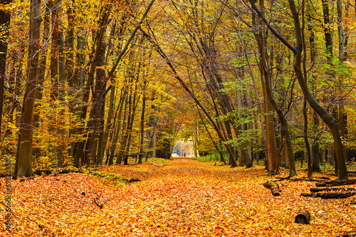 Board z aluminiowym obramowaniem Kolorowy jesienny park