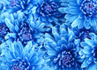 Leinwandbild Motiv Beautiful blue flowers, close-up