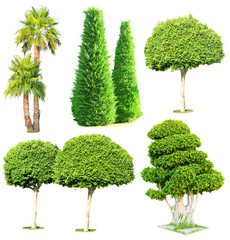 Wall Mural - Collage green trees isolated on white