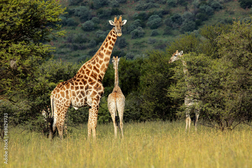 Tapeta ścienna Żyrafy w naturalnym środowisku