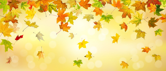 Wall Mural - Panoramic view of autumn maple leaves falling down