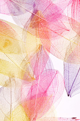 Poster - color leaves