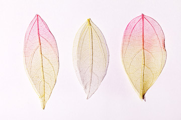 Poster - color leaves