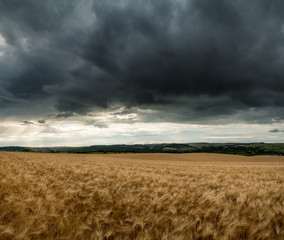 Wall Mural - Stunning countryside landscape wheat field in Summer sunset