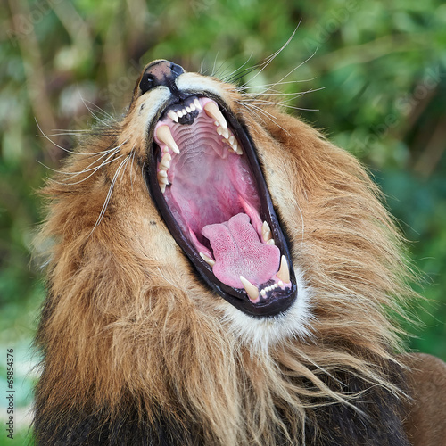 Naklejka samoprzylepna Lew (panthera leo)