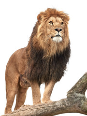 Wall Mural - lion (panthera leo)