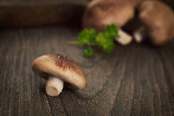 Poster - Shiitake mushrooms