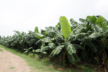 banana farm