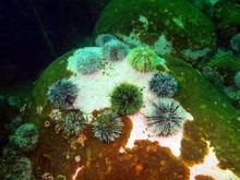 Green Sea Urchins, Barents Sea
