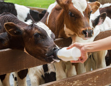 Calf Feeding From Milk Bottle