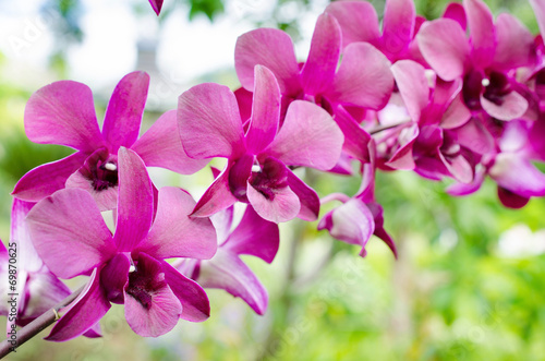 Obraz na płótnie canvas trzyczęściowy "tryptyk" Orchidea (phalaenopsis)