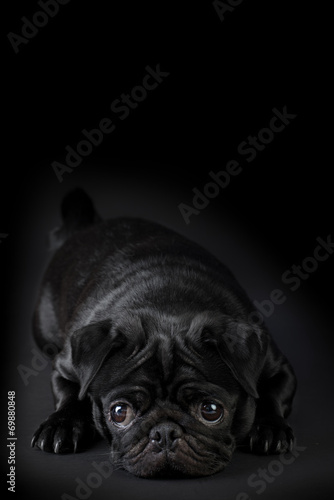 Fotografie, Obraz Cane Carlino nero isolato su sfondo nero
