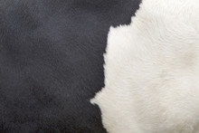 Part Of Hide Of Black And White Cow