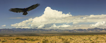 A Vulture And Lightning, Chiricahua Mountains, Arizona