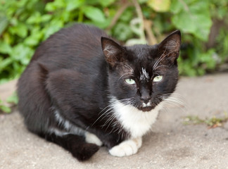 Poster - funny black and white cat