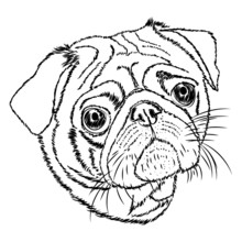 Pug Vector Linear Illustration On A White Background