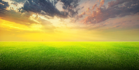 Wall Mural - Field of green grass and sky