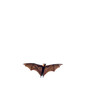Giant fruit bat flying isolated