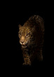 canvas print picture jaguar ( panthera onca ) in the dark