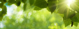 Early morning in the forest, eco banner
