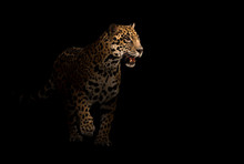 Jaguar ( Panthera Onca ) In The Dark