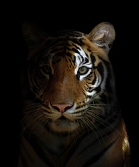 Sticker - bengal tiger head