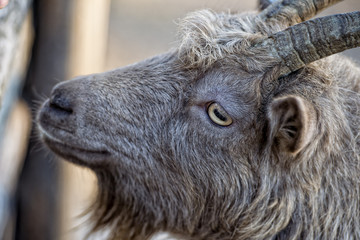 Wall Mural - Eye detail of Brown goat sheep while looking at you