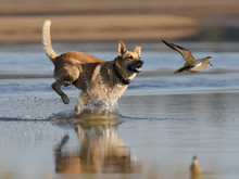 Dog And Plover