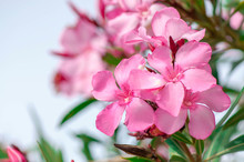 Pink Oleander Flower Close Up