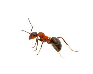 Ant on white